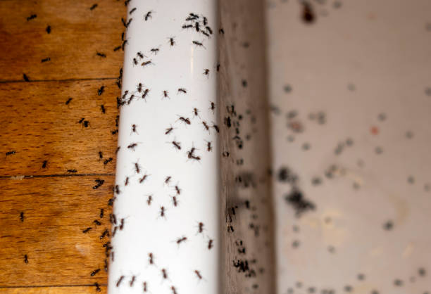 Best Rat Extermination Near Me  in Hill City, KS
